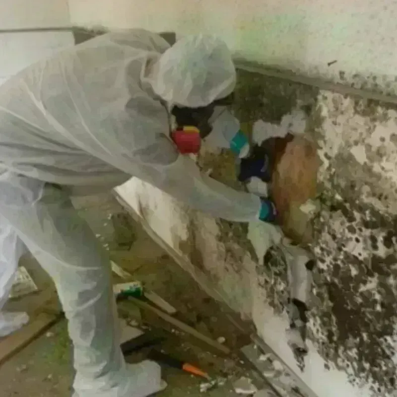 Mold Remediation and Removal in Santa Ynez, CA